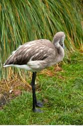 Gray Flamingo